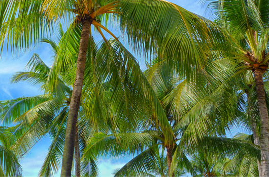 Summer 2017 Trend Report